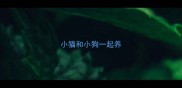 小猫和小狗一起养