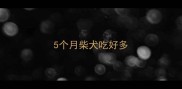 5个月柴犬吃好多