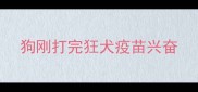 狗刚打完狂犬疫苗兴奋