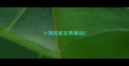 小狗回家非常激动