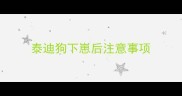 泰迪狗下崽后注意事项