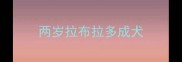 两岁拉布拉多成犬