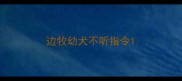 边牧幼犬不听指令