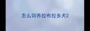 怎么饲养拉布拉多犬