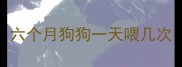 六个月狗狗一天喂几次