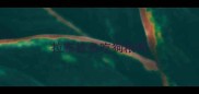 拉布拉多吃狗粮吗