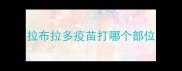 拉布拉多疫苗打哪个部位