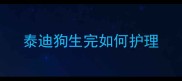 泰迪狗生完如何护理