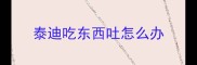 泰迪吃东西吐怎么办