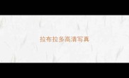 拉布拉多高清写真