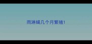 雨淋蝎几个月繁殖