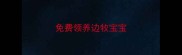 免费领养边牧宝宝