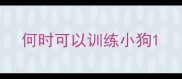 何时可以训练小狗