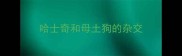哈士奇和母土狗的杂交