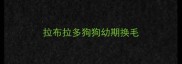 拉布拉多狗狗幼期换毛