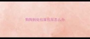 狗狗到处拉屎拉尿怎么办