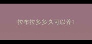 拉布拉多多久可以养