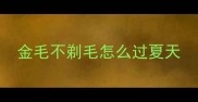 金毛不剃毛怎么过夏天