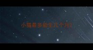 小猫最多能生几个月