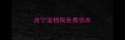 西宁宠物狗免费领养