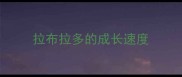 拉布拉多的成长速度