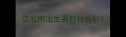 边牧刚出生要打什么针