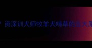边牧为什么爱咬草资深训犬师牧羊犬啃草的五大原因及科学应对指南