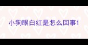 小狗眼白红是怎么回事