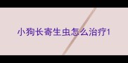 小狗长寄生虫怎么治疗