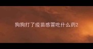 狗狗打了疫苗感冒吃什么药