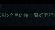 5到6个月的哈士奇好养吗