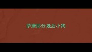 萨摩耶分娩后小狗