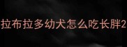 拉布拉多幼犬怎么吃长胖