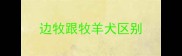 边牧跟牧羊犬区别