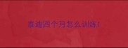 泰迪四个月怎么训练