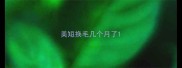 美短换毛几个月了