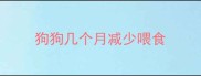 狗狗几个月减少喂食