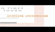 金毛犬剪毛全攻略如何科学护理毛发与健康