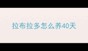 拉布拉多怎么养40天