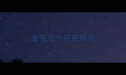 金毛几个月会掉毛