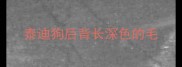 泰迪狗后背长深色的毛