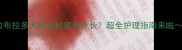 拉布拉多犬耳朵到底有多长超全护理指南来啦