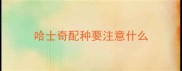 哈士奇配种要注意什么