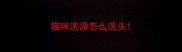 猫咪洗澡怎么洗头