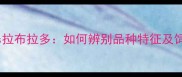金毛幼犬vs拉布拉多如何辨别品种特征及饲养要点