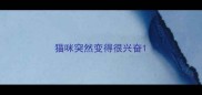 猫咪突然变得很兴奋