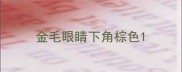 金毛眼睛下角棕色