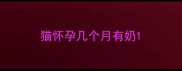猫怀孕几个月有奶