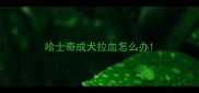哈士奇成犬拉血怎么办