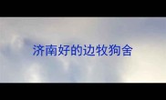 济南好的边牧狗舍